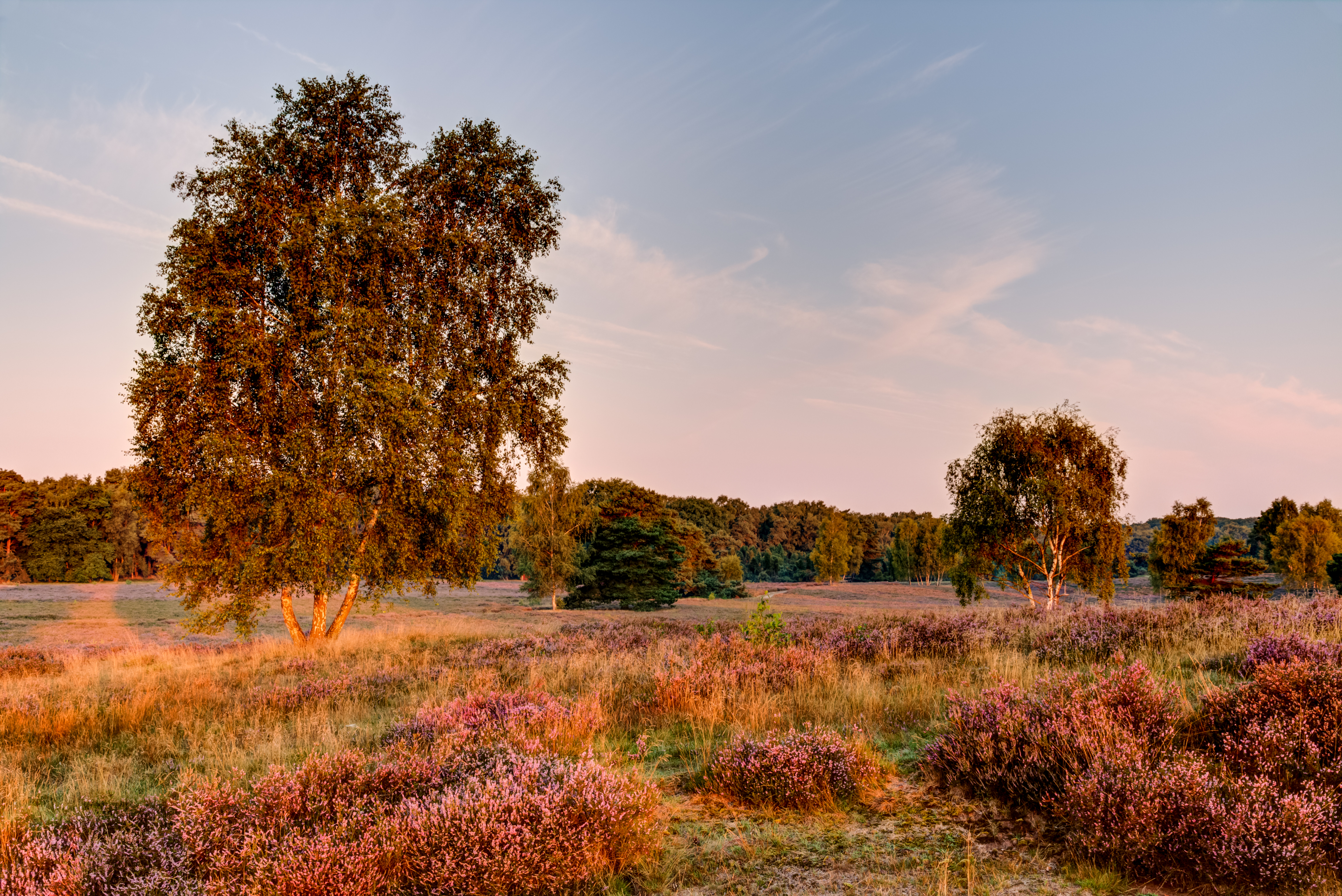 Haltern am See, Westruper Heide -- 2015 -- 8331-5