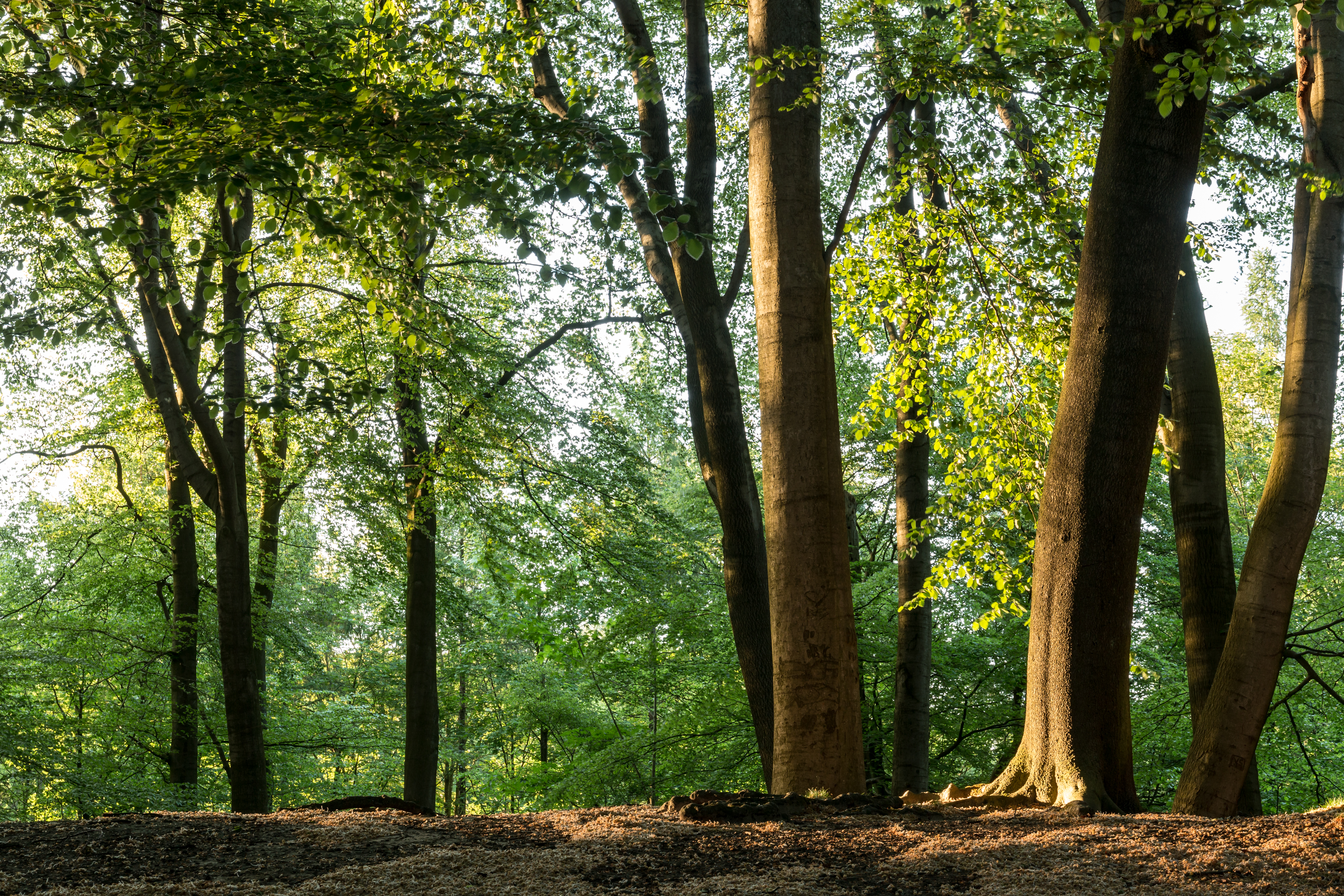 Haltern am See, Westruper Heide -- 2016 -- 2549