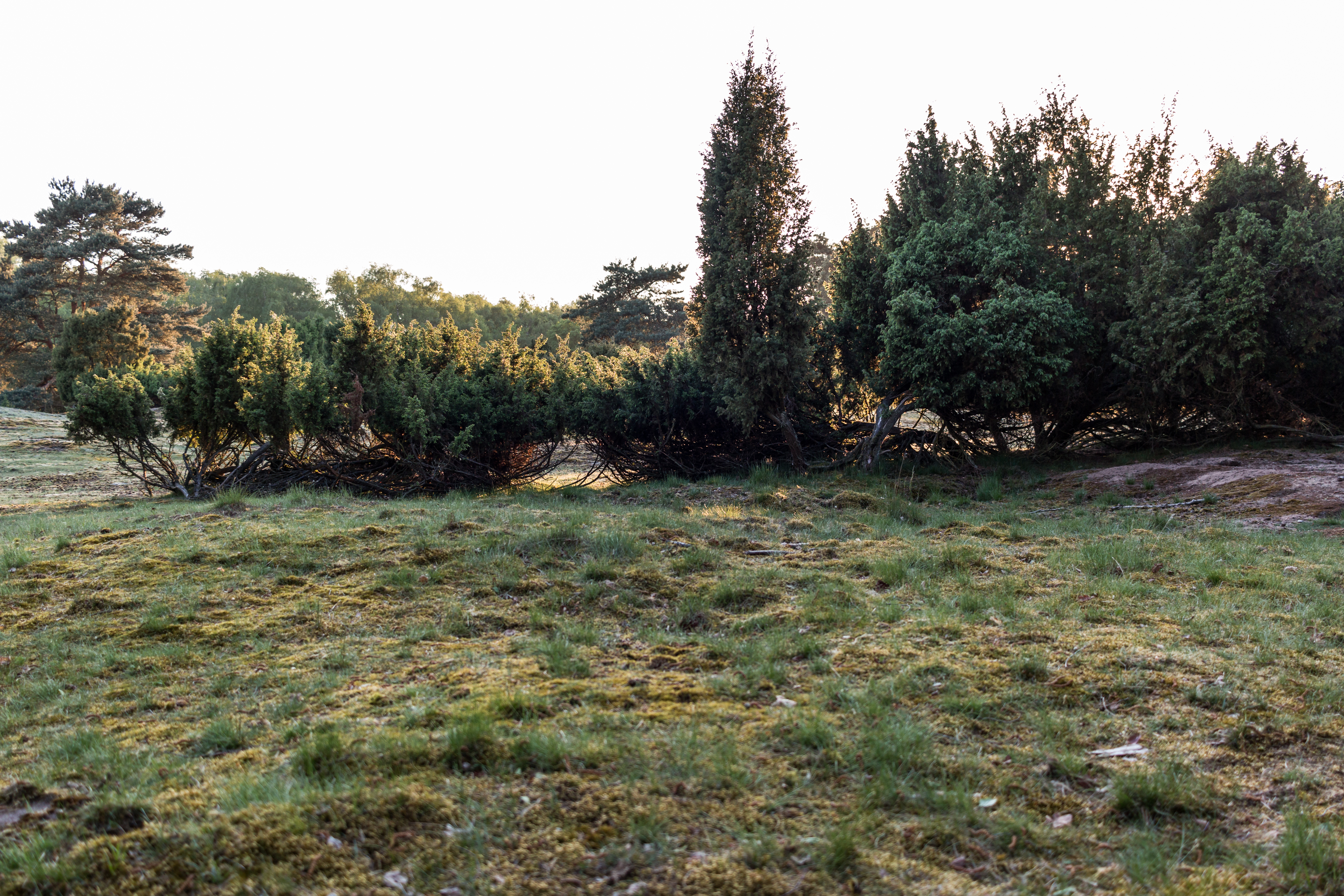 Haltern am See, Westruper Heide -- 2016 -- 2554