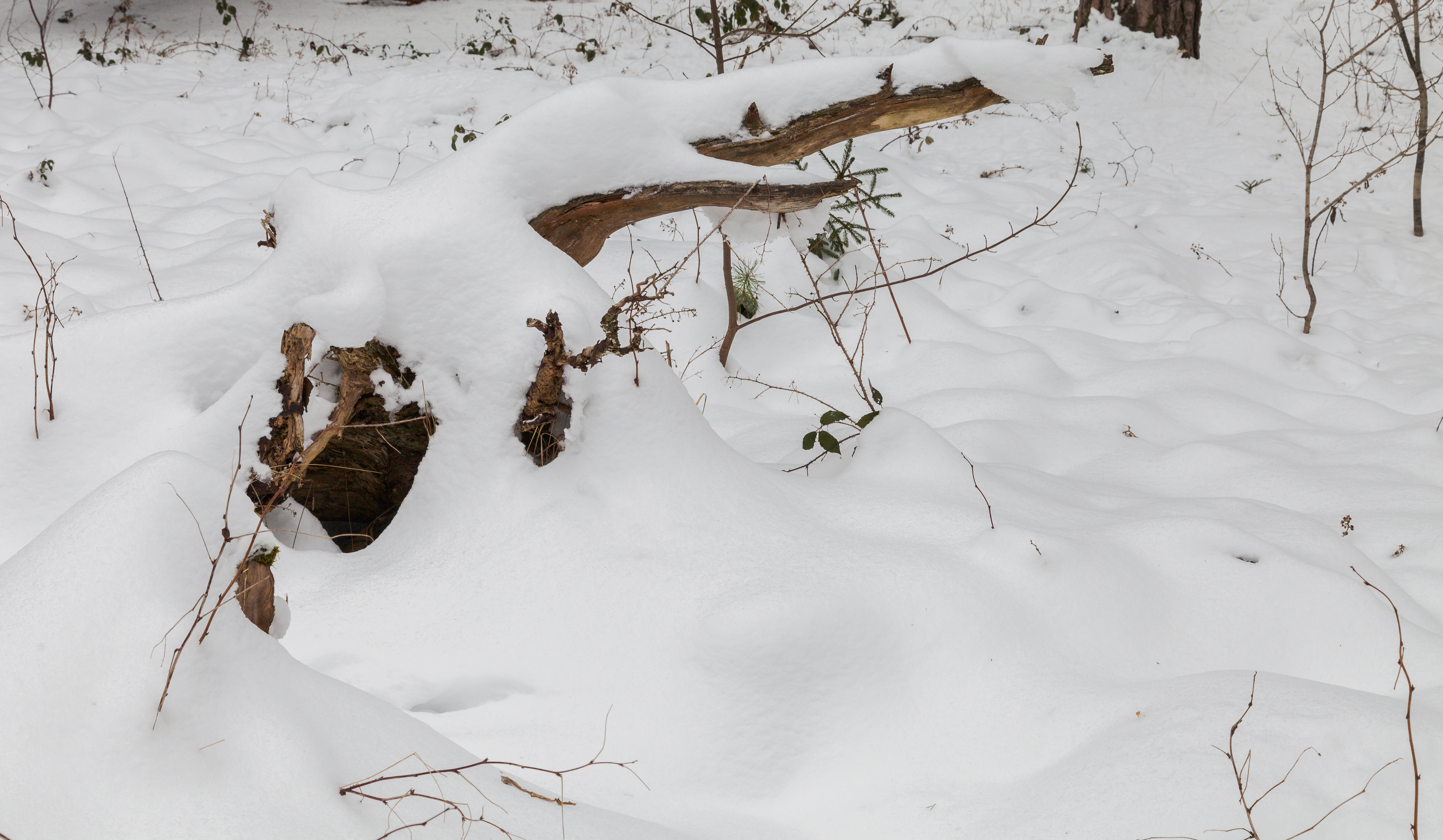 Hartelholz Wald, Múnich, Alemania, 2013-01-27, DD 06