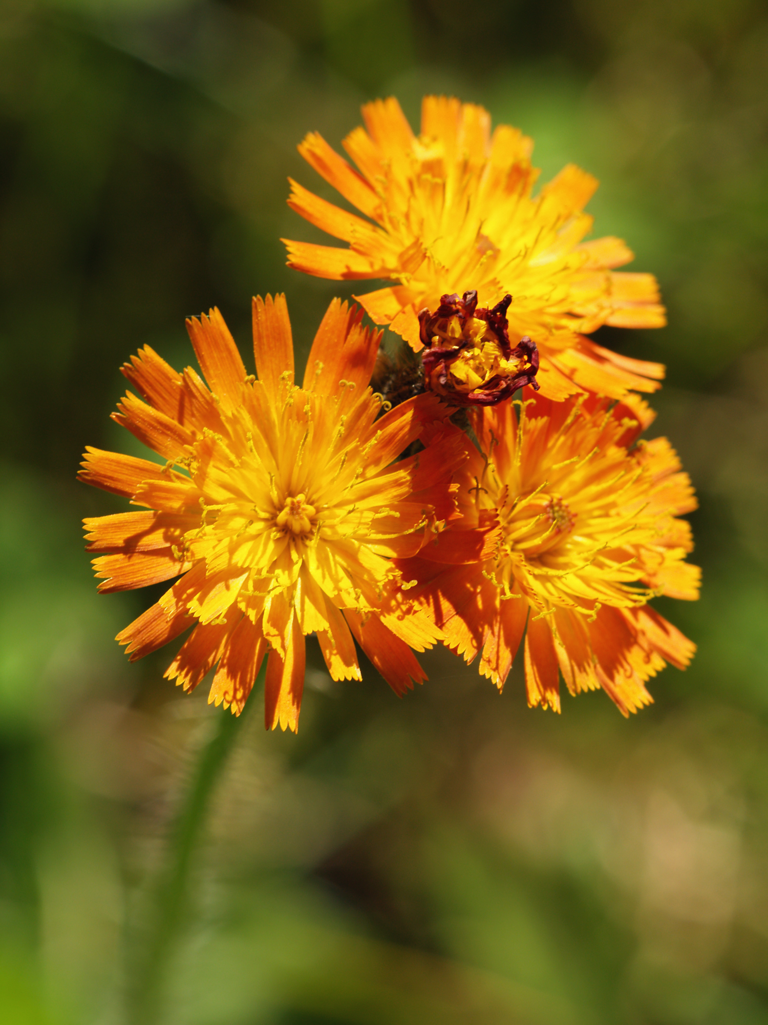 Hieracium aurantiacum LC0106