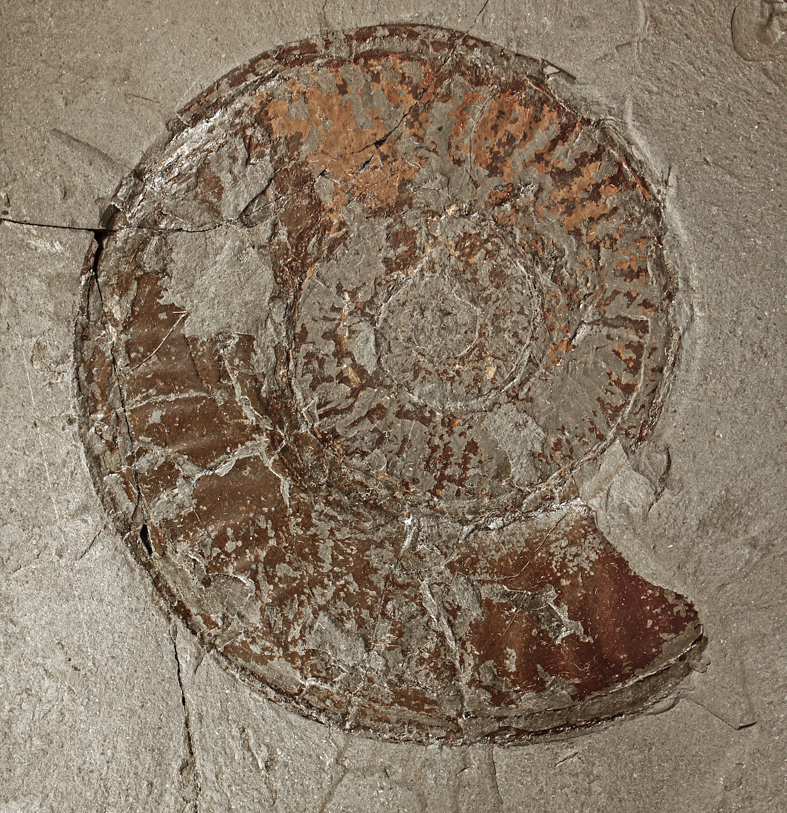 Hildoceras sublevisoni 01