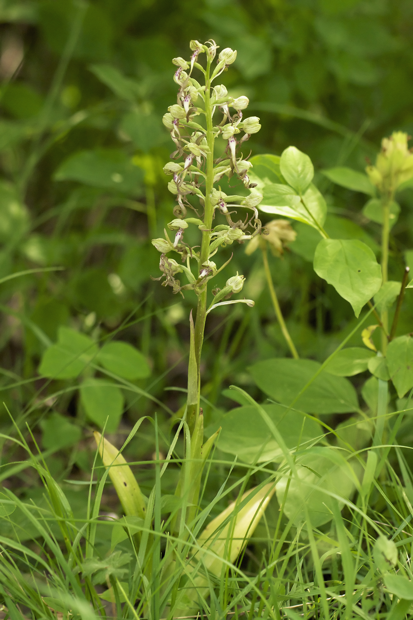 Himantoglossum hircinum LC0280