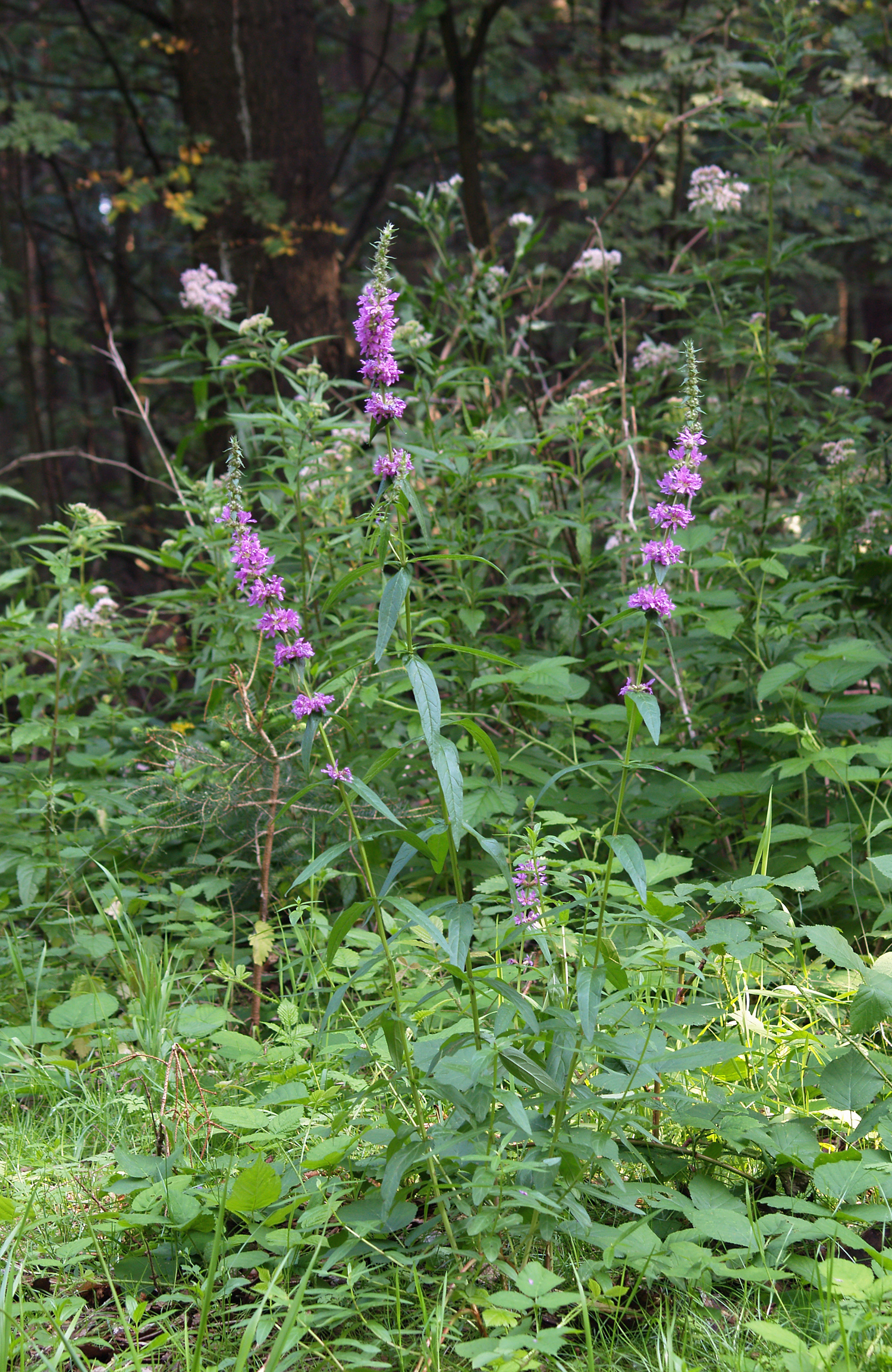 Lythrum salicaria LC0090