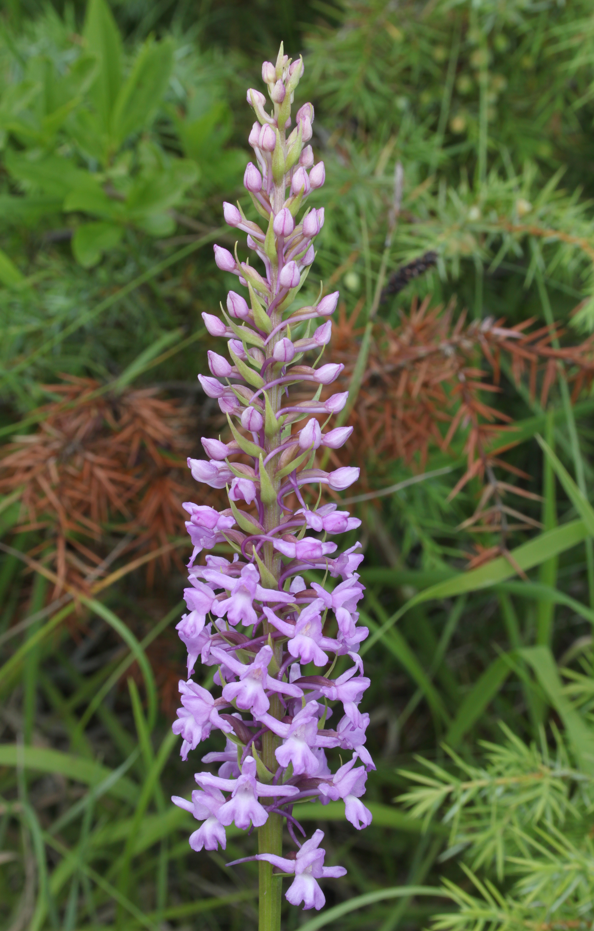 Mücken-Händelwurz Gymnadenia conopsea