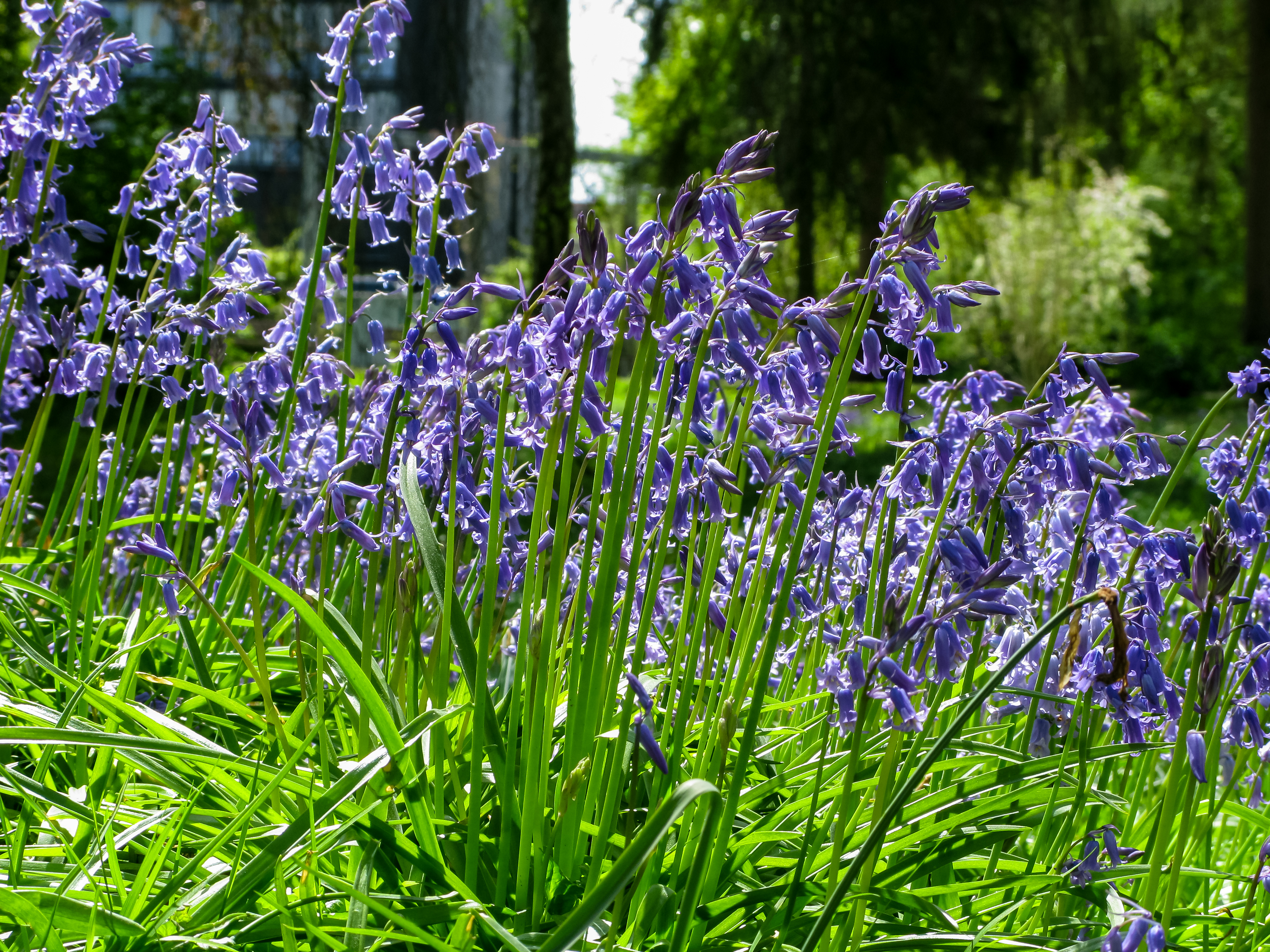 Münster, Park Sentmaring -- 2016 -- 4141