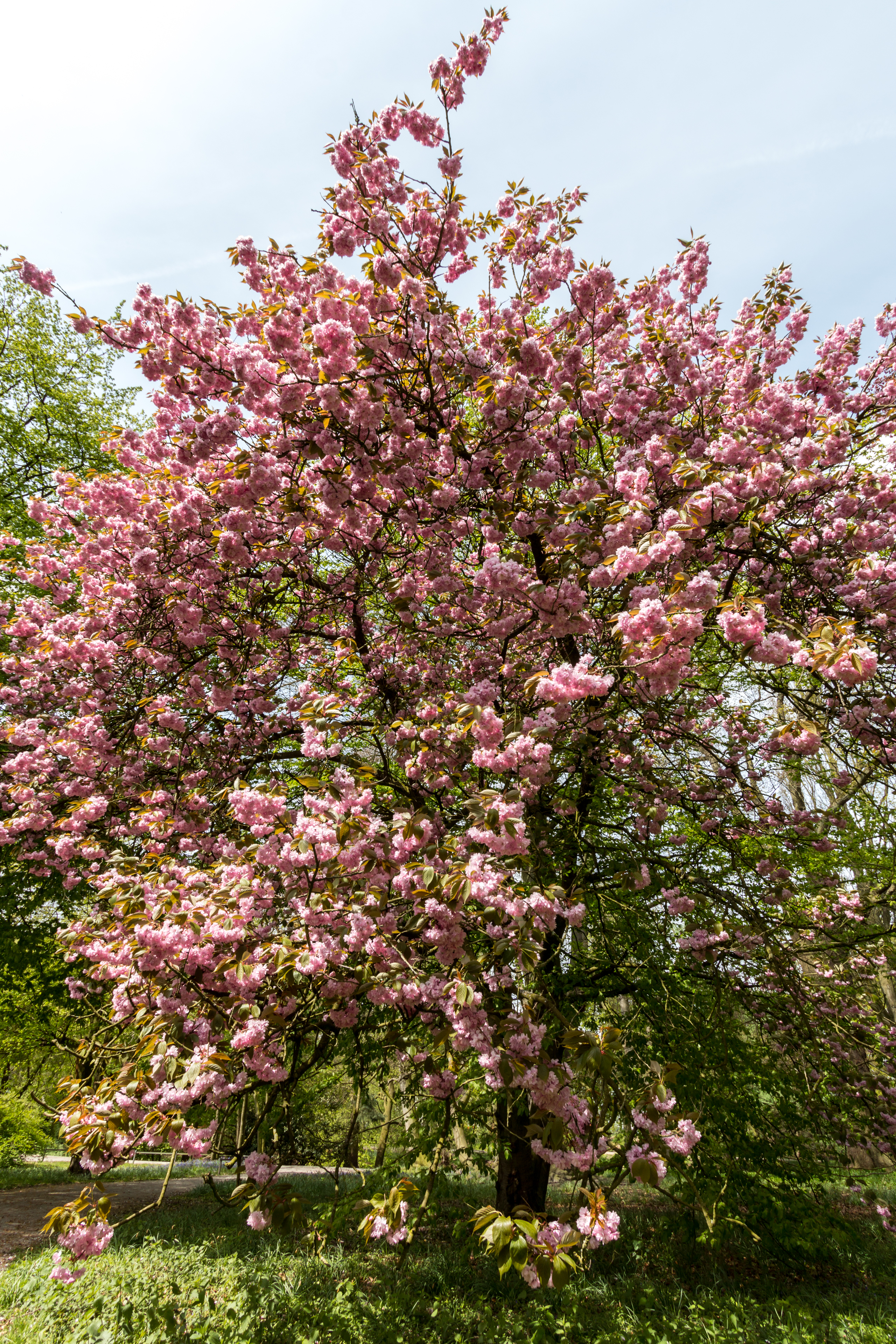 Münster, Park Sentmaring, Japanische Blütenkirsche -- 2015 -- 5709