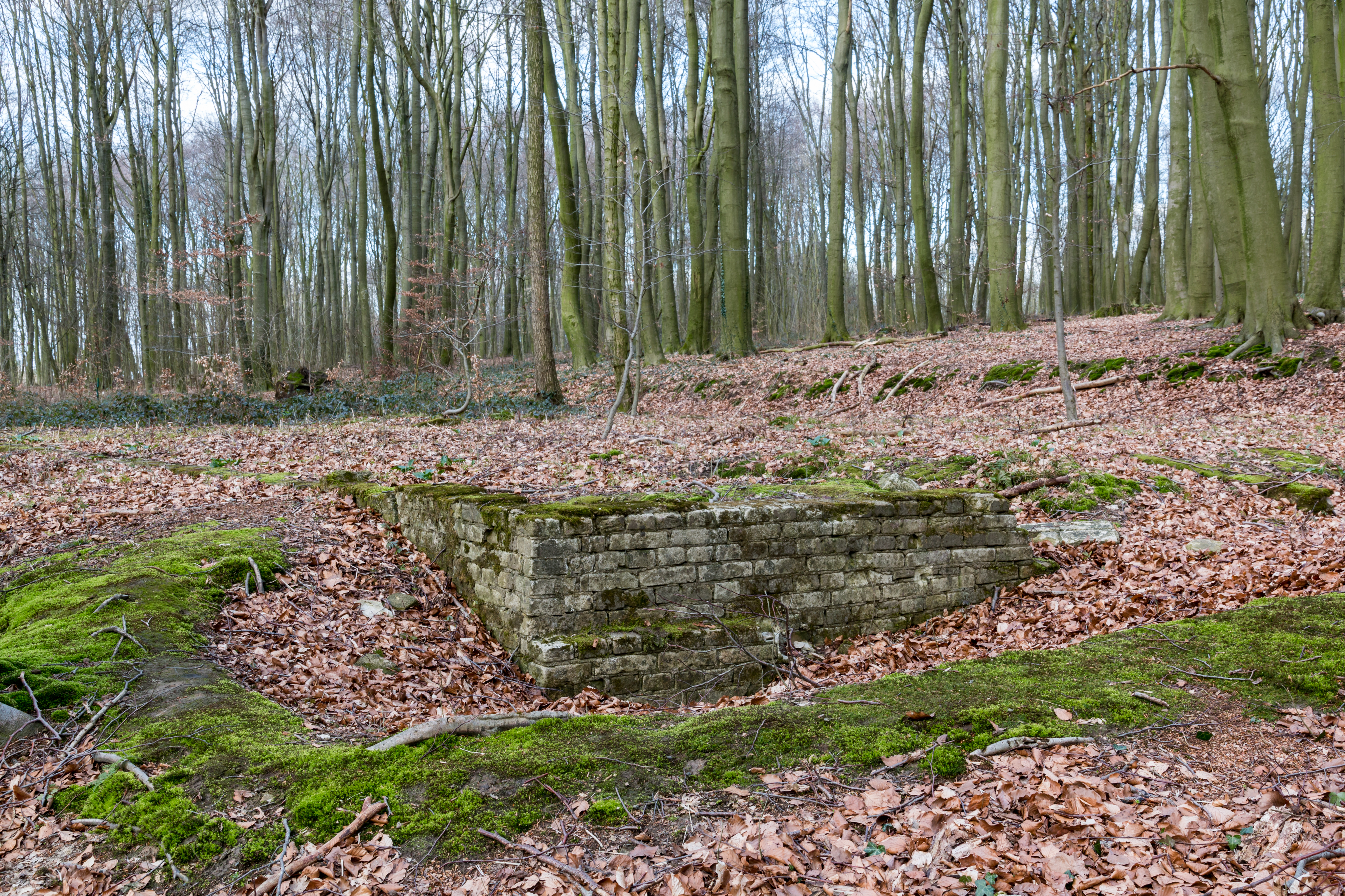 Nottuln, Lager Herbstwald -- 2016 -- 1478