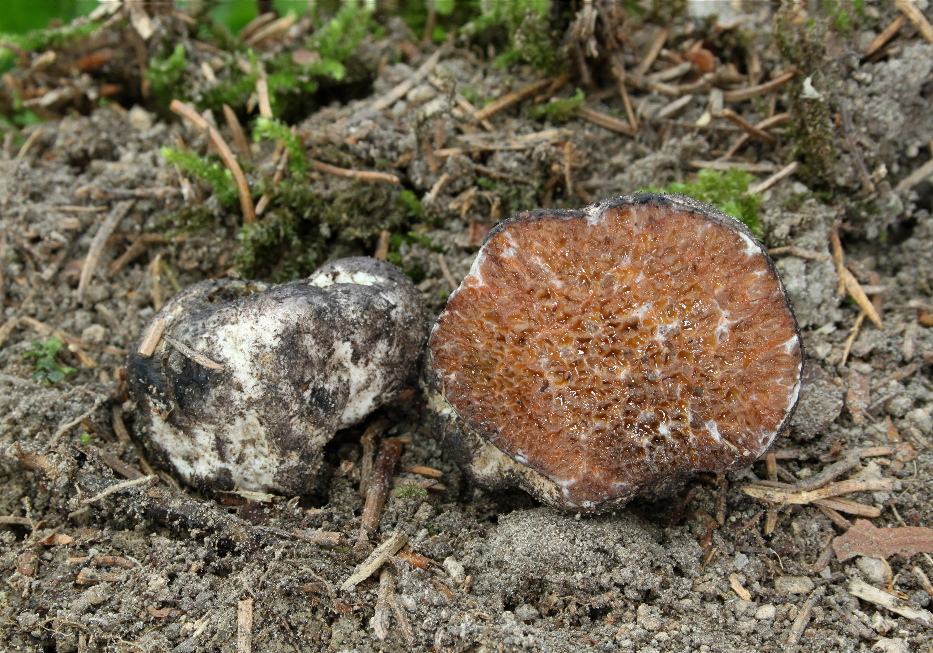 Octaviania asterosperma Sternsporige Laubtrüffel