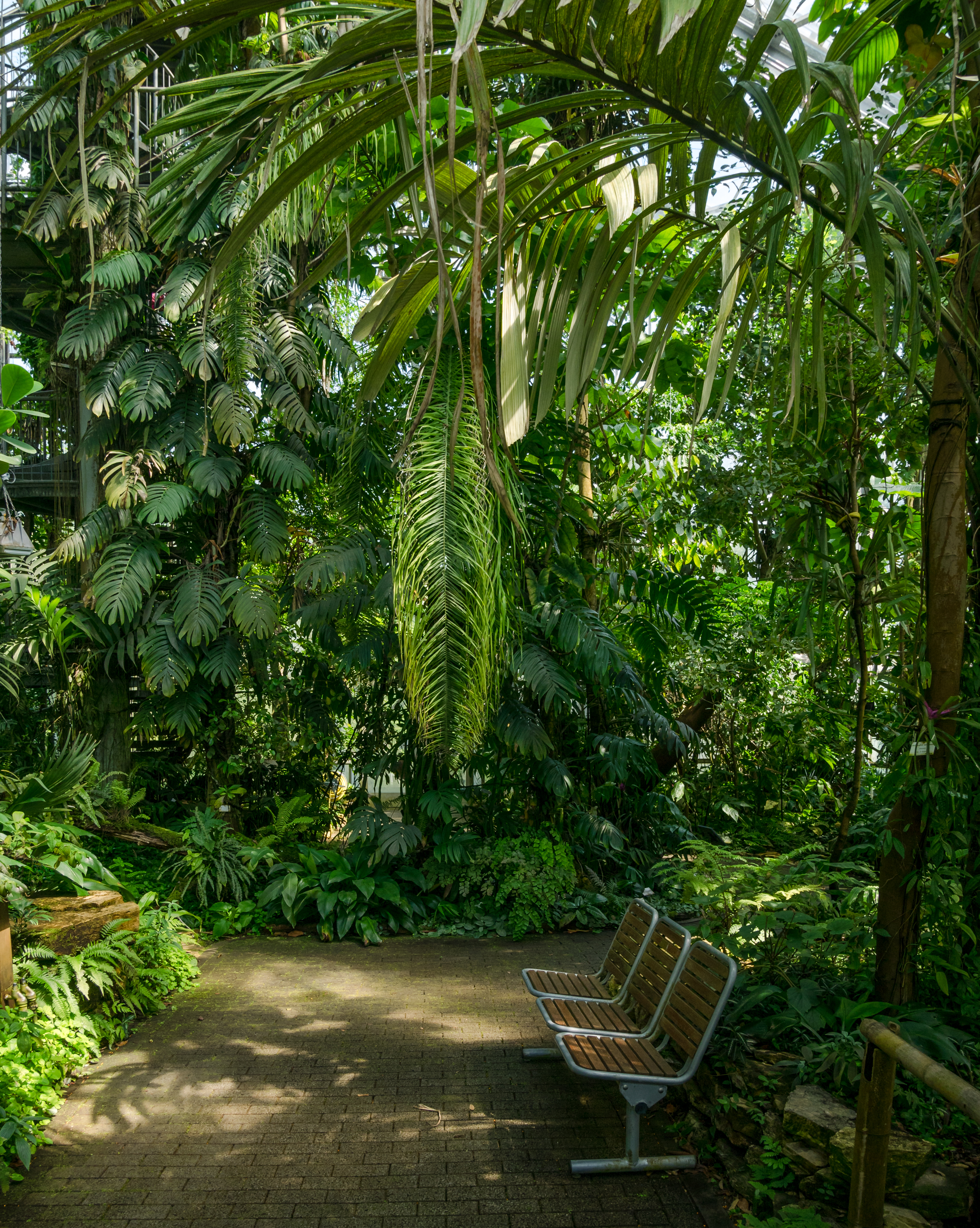 Osnabrück - Botanischer Garten - Tropenhaus - Innenansicht -BT- 07