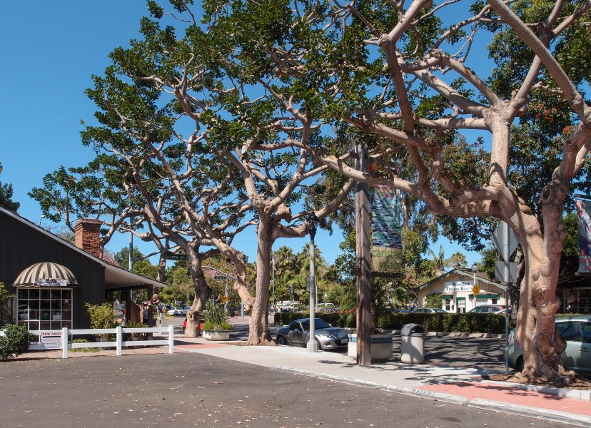 Carlsbad Cityscape Trees 2013