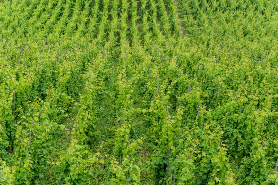 Cochem, Weinberg an der Reichsburg -- 2018 -- 0023