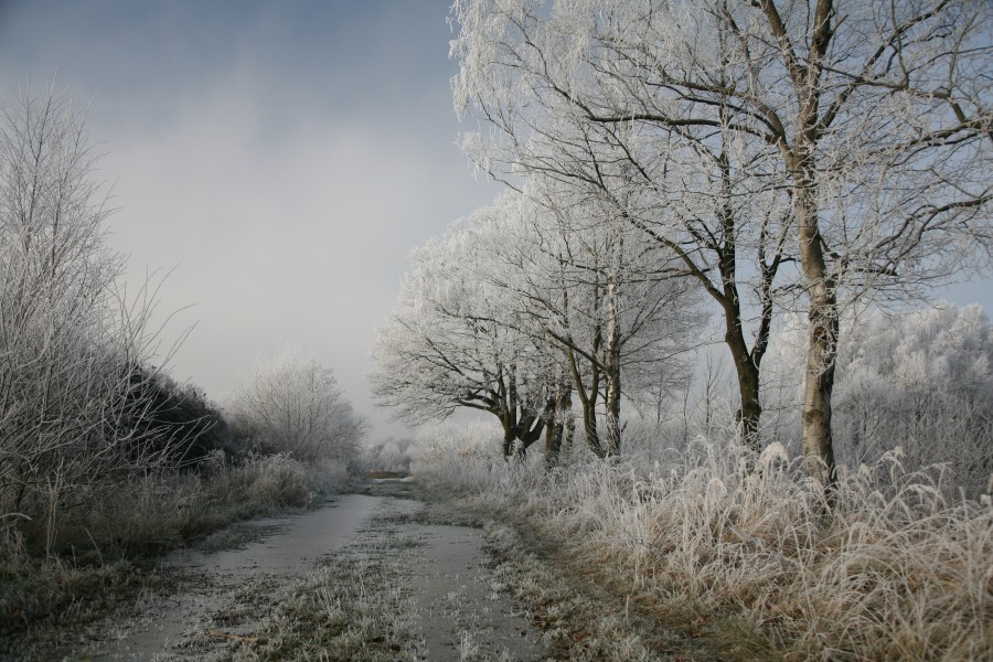 D Hoarfrost1