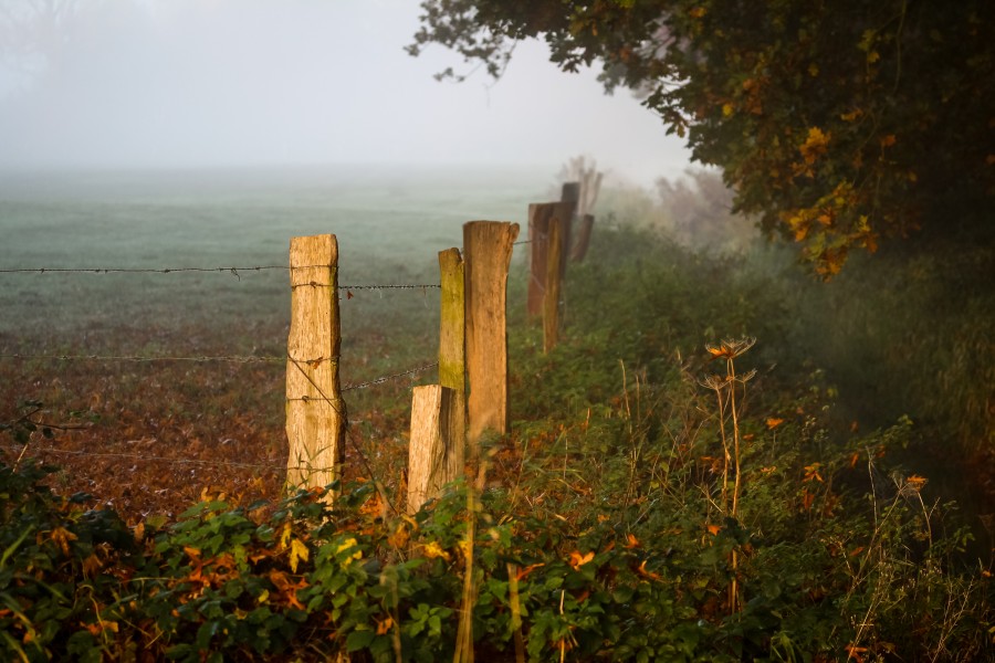 Dülmen, Börnste, Weide -- 2015 -- 4646