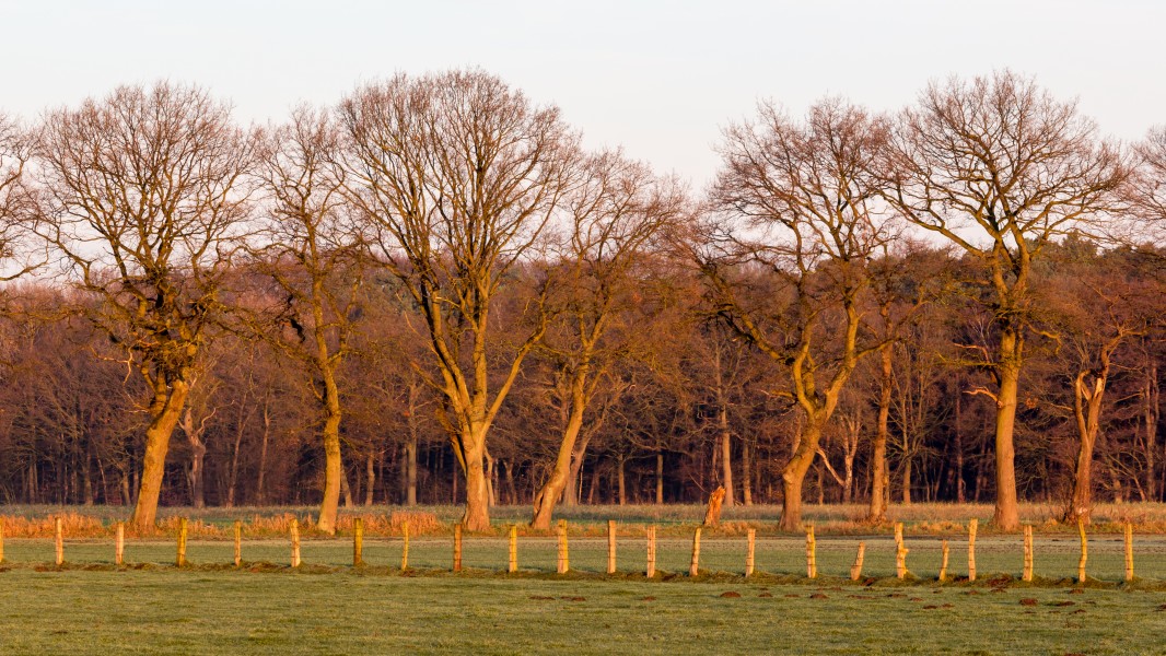 Dülmen, Hausdülmen, Wiese -- 2015 -- 0219