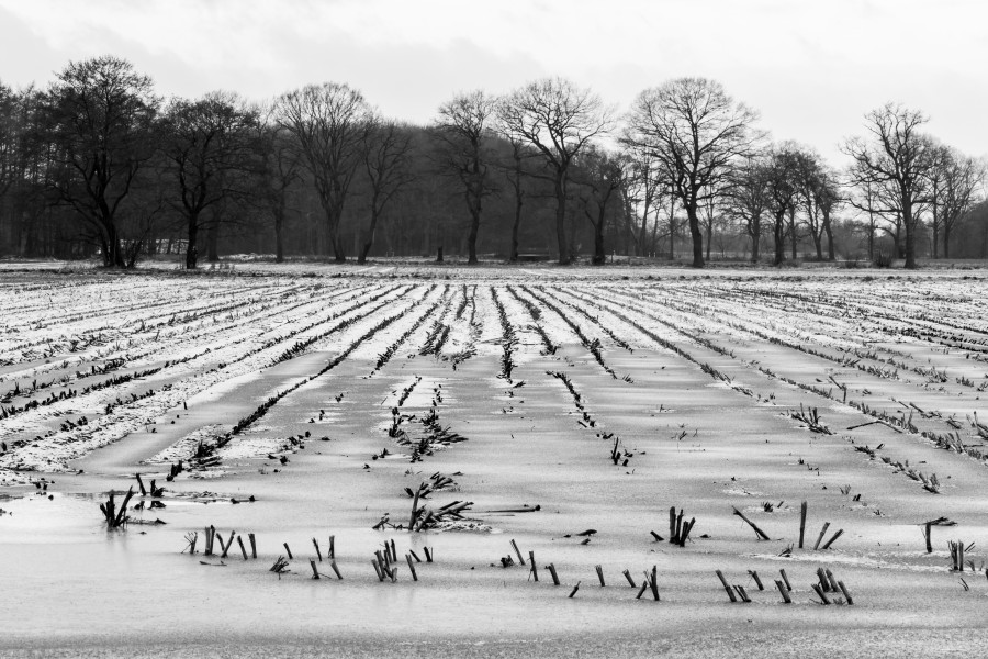 Dülmen, Kirchspiel, Feld in Börnste -- 2016 -- 0383-bw
