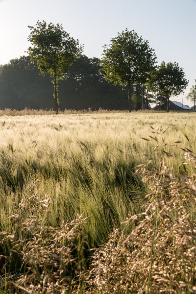 Dülmen, Kirchspiel, Gerstenfeld -- 2015 -- 6550