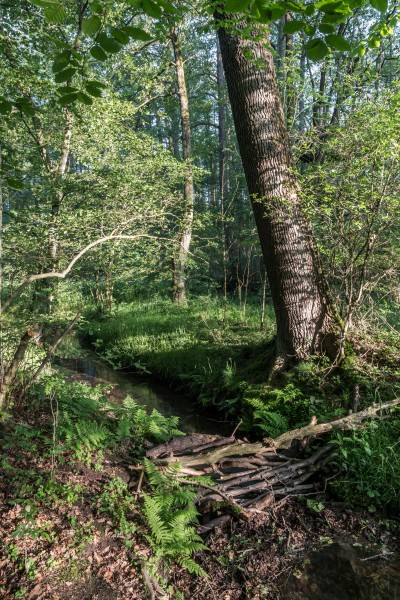 Dülmen, Naturschutzgebiet -Franzosenbach- -- 2014 -- 0186