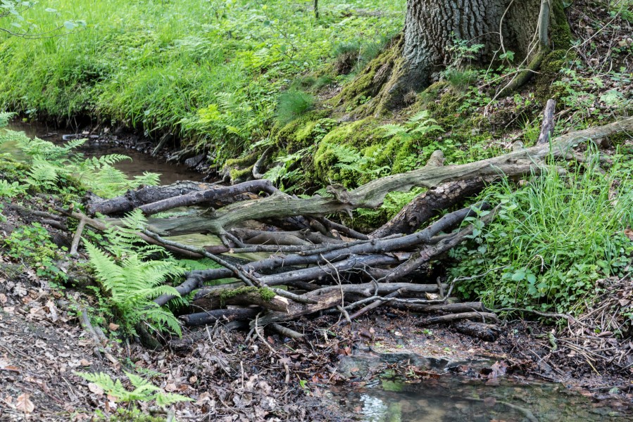 Dülmen, Naturschutzgebiet -Franzosenbach-, Strotbach -- 2014 -- 0029
