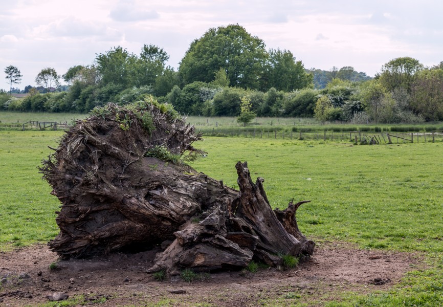 Dülmen, Naturschutzgebiet -Welter Bach- -- 2014 -- 0012