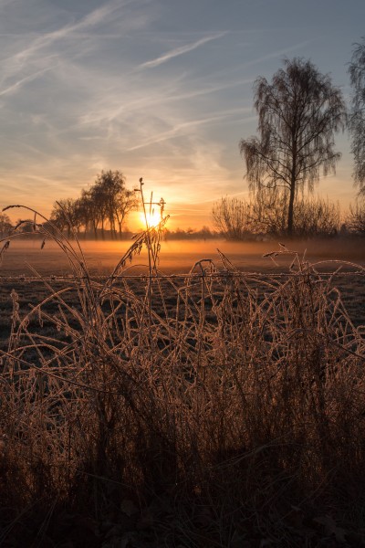Dülmen, Wiese am Strandbadweg -- 2016 -- 5710