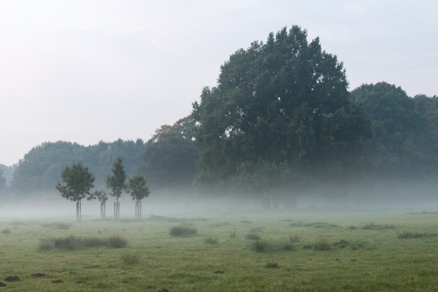 Dülmen, Wildpark -- 2015 -- 8792