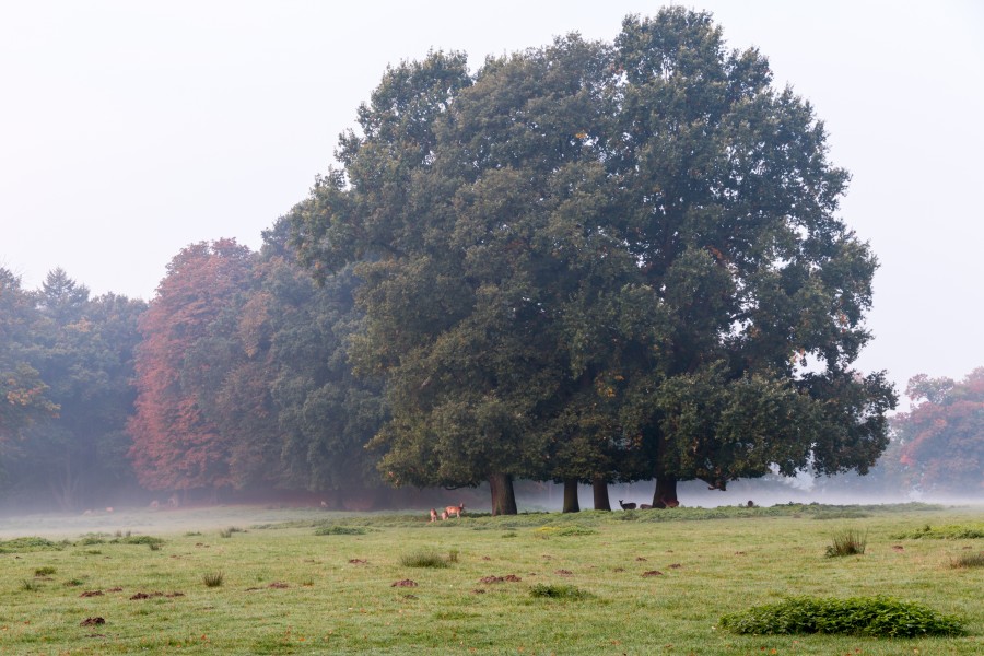 Dülmen, Wildpark -- 2015 -- 8798