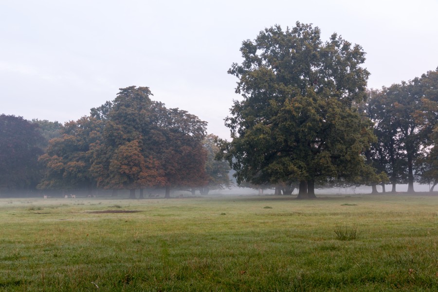 Dülmen, Wildpark -- 2015 -- 8803
