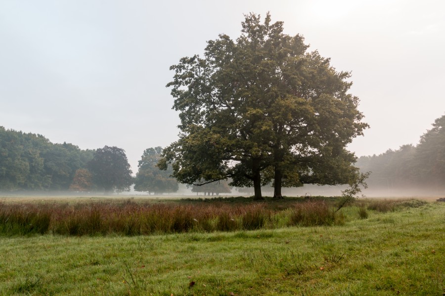 Dülmen, Wildpark -- 2015 -- 8805