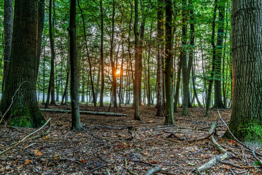 Dülmen, Wildpark -- 2015 -- 8813-7