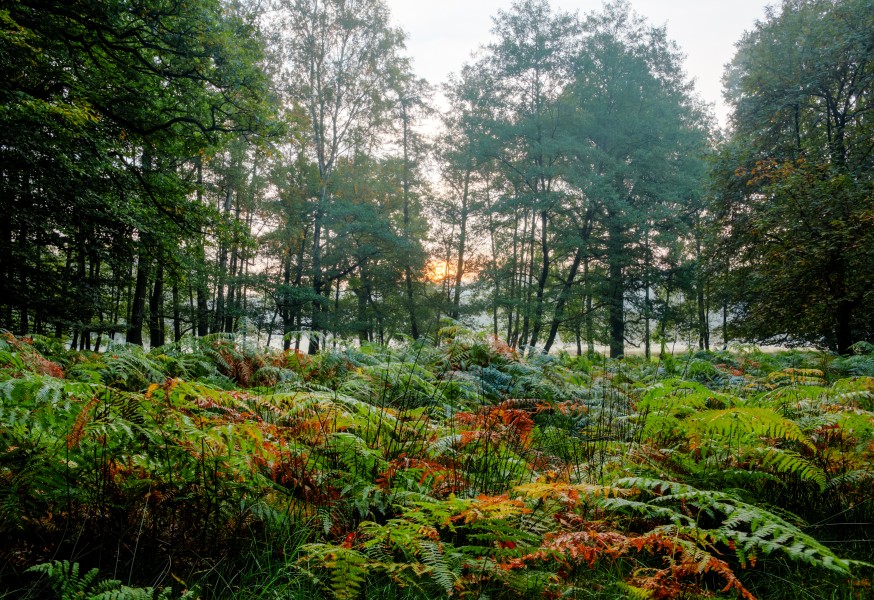 Dülmen, Wildpark -- 2015 -- 8818-22