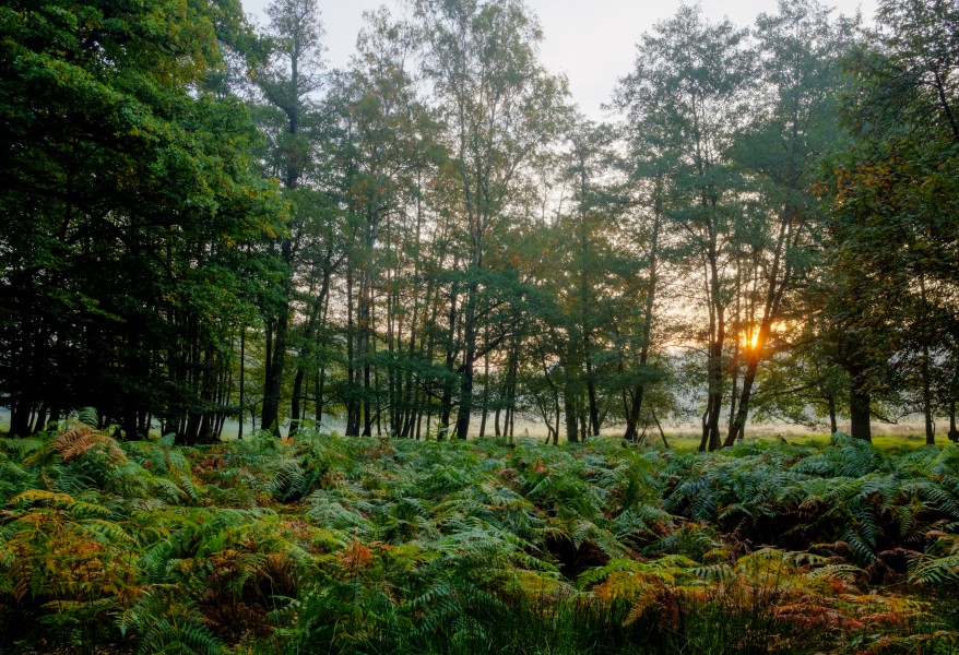 Dülmen, Wildpark -- 2015 -- 8835-41