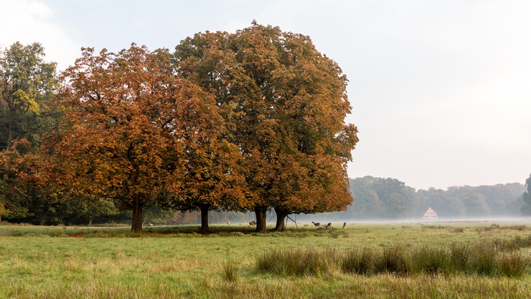 Dülmen, Wildpark -- 2015 -- 8842