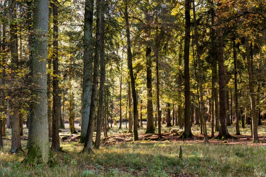 Dülmen, Wildpark -- 2015 -- 8935