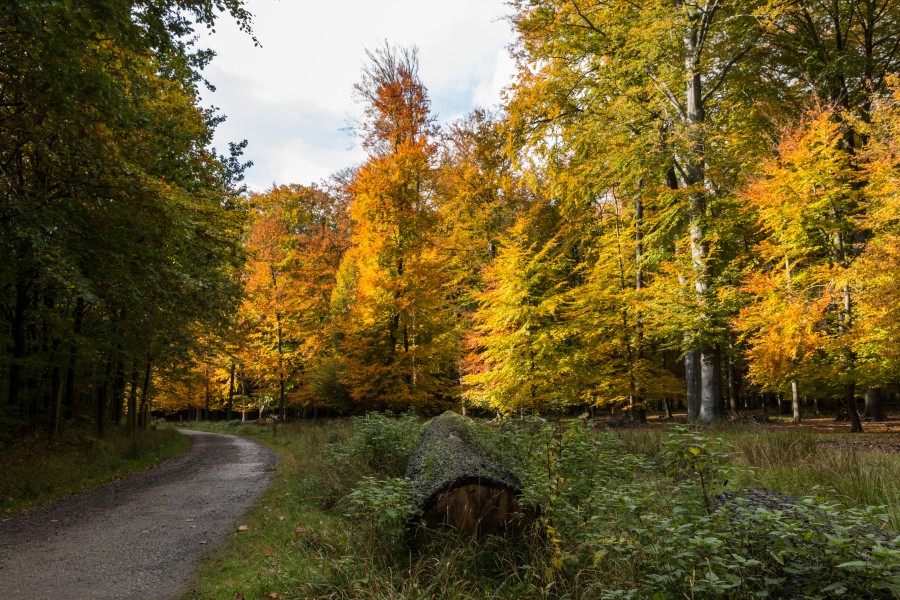 Dülmen, Wildpark -- 2015 -- 8938