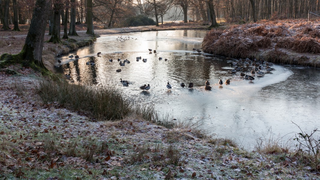 Dülmen, Wildpark -- 2017 -- 6025