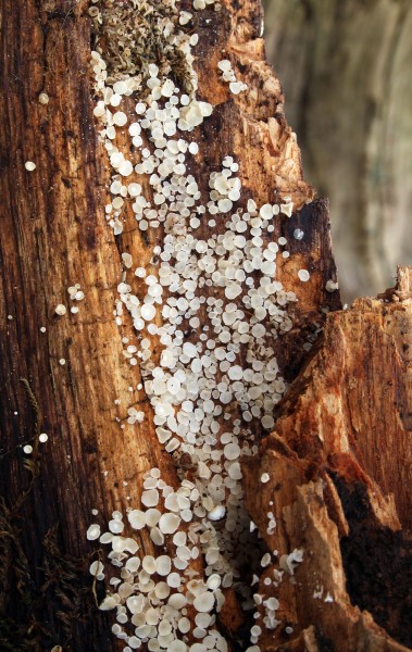 Dasyscyphella nivea overview