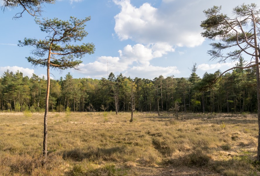 Detmold - 2016-05-04 - Hiddeser Bent (011)