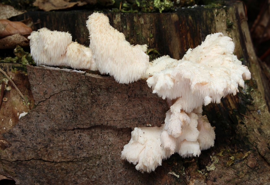 Dorniger Stachelbart Hericium cirrhatum