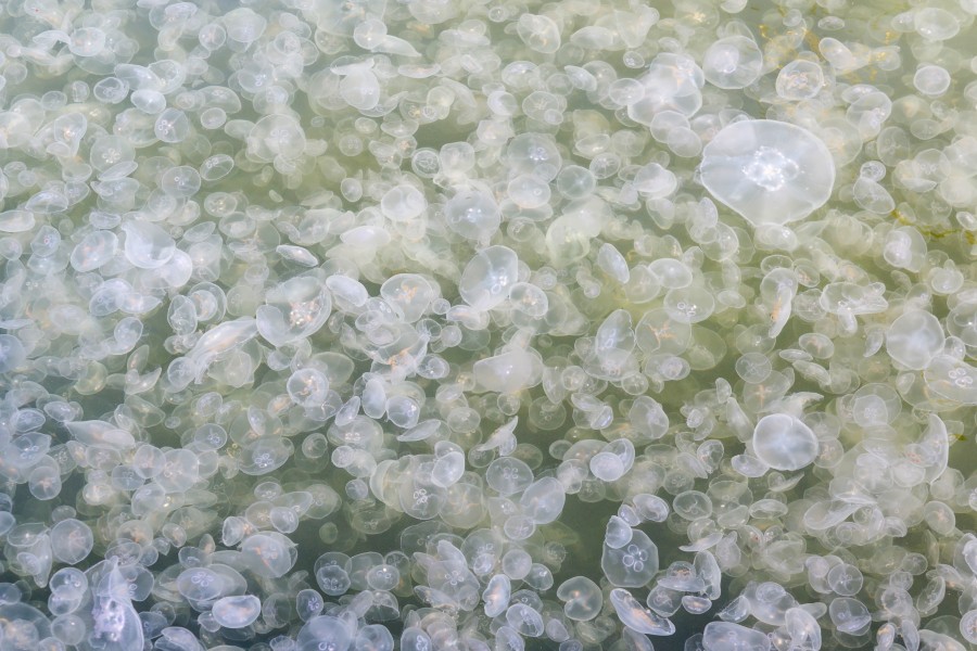 Flensburg 2015-08 img13 jellyfish in bay water