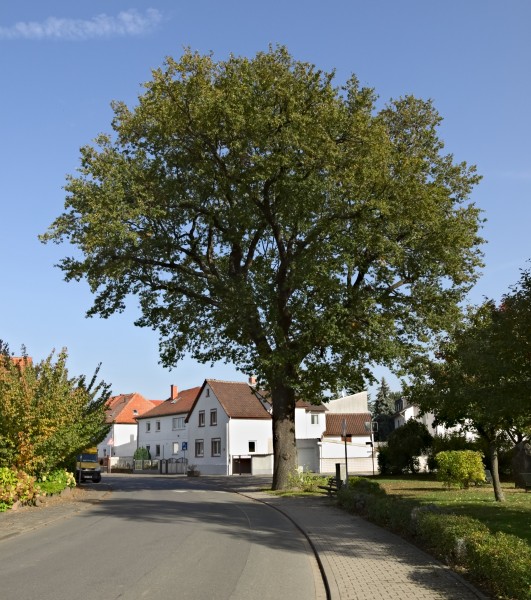 Hahn-Friedenseiche
