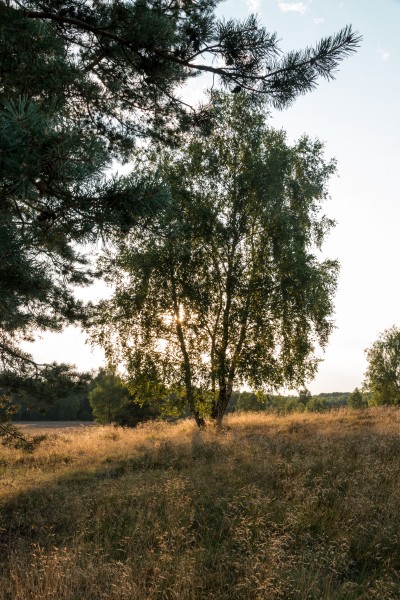 Haltern am See, Westruper Heide -- 2015 -- 7959