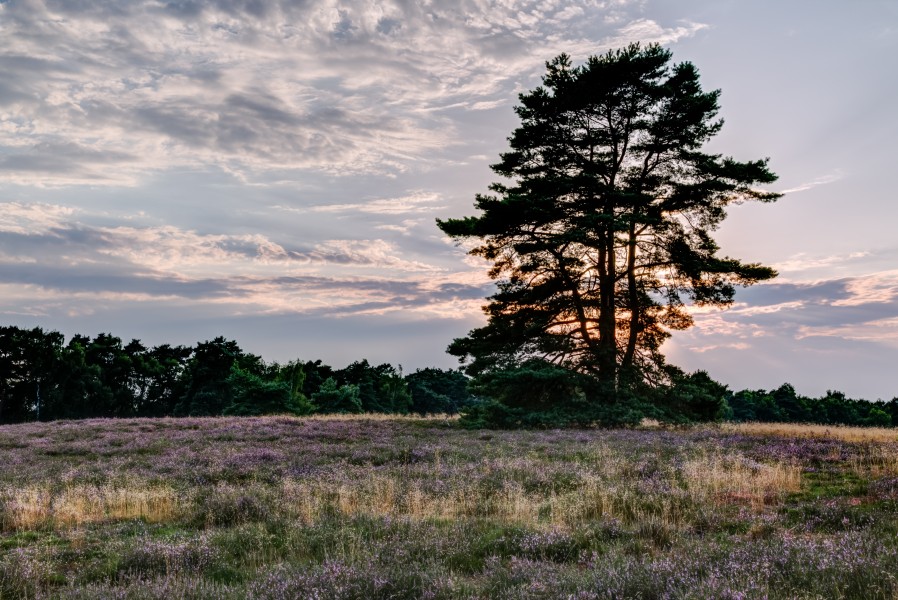 Haltern am See, Westruper Heide -- 2015 -- 7980-4