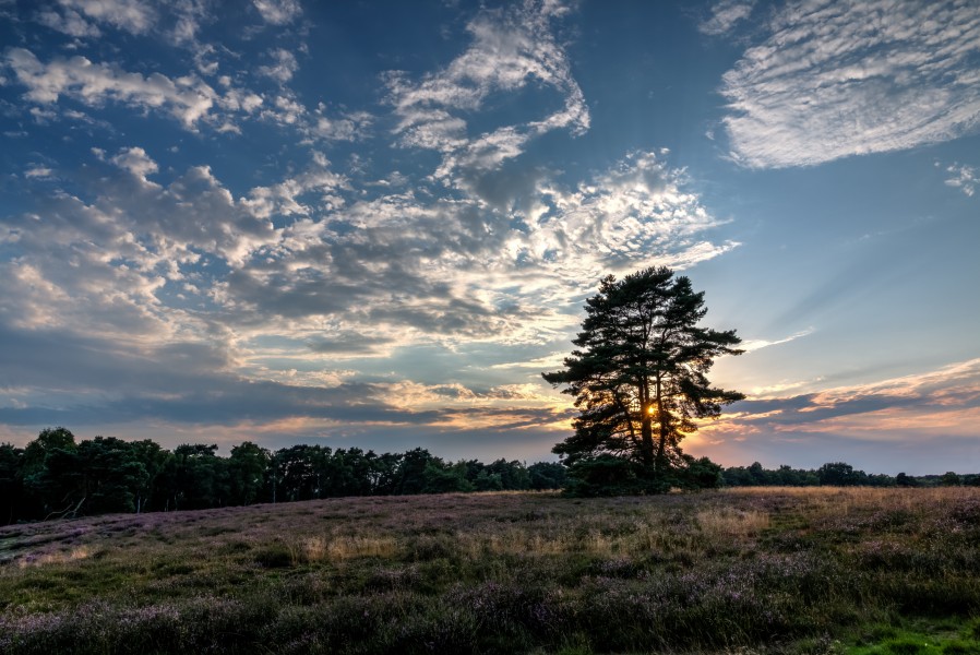 Haltern am See, Westruper Heide -- 2015 -- 7985-9