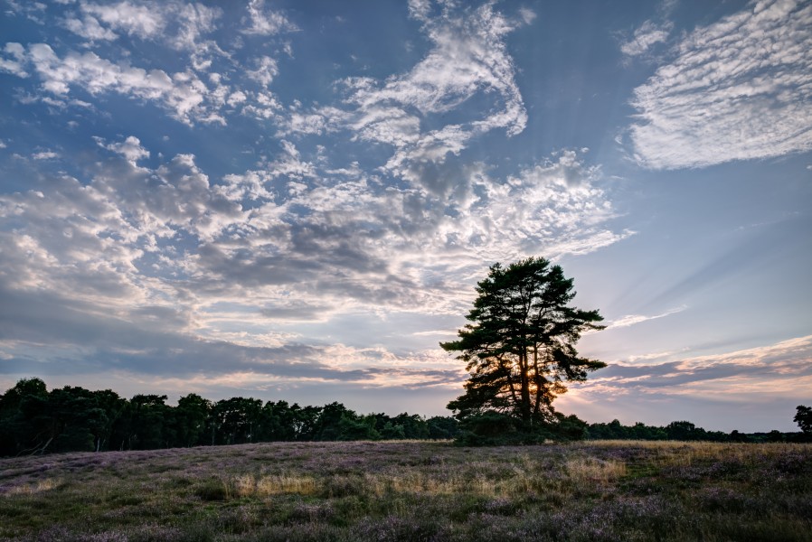 Haltern am See, Westruper Heide -- 2015 -- 7990-2