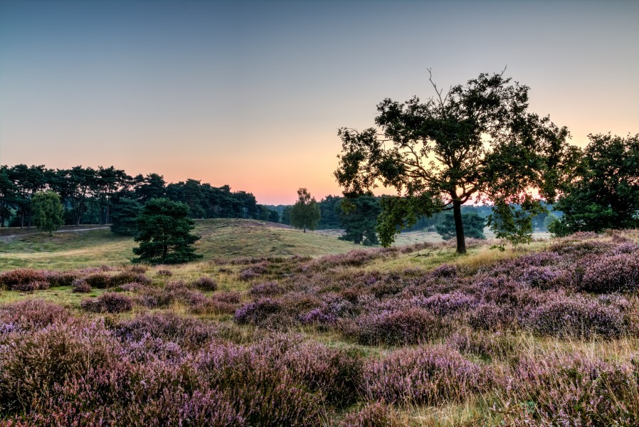 Haltern am See, Westruper Heide -- 2015 -- 8236-40
