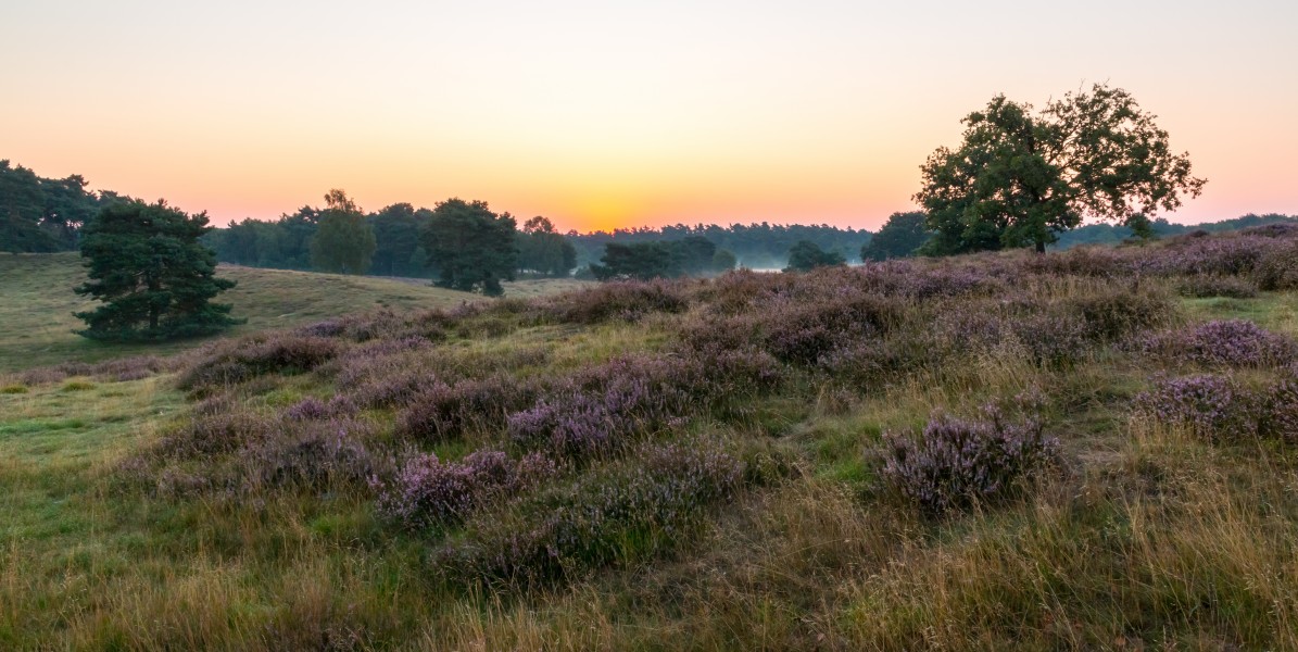 Haltern am See, Westruper Heide -- 2015 -- 8242
