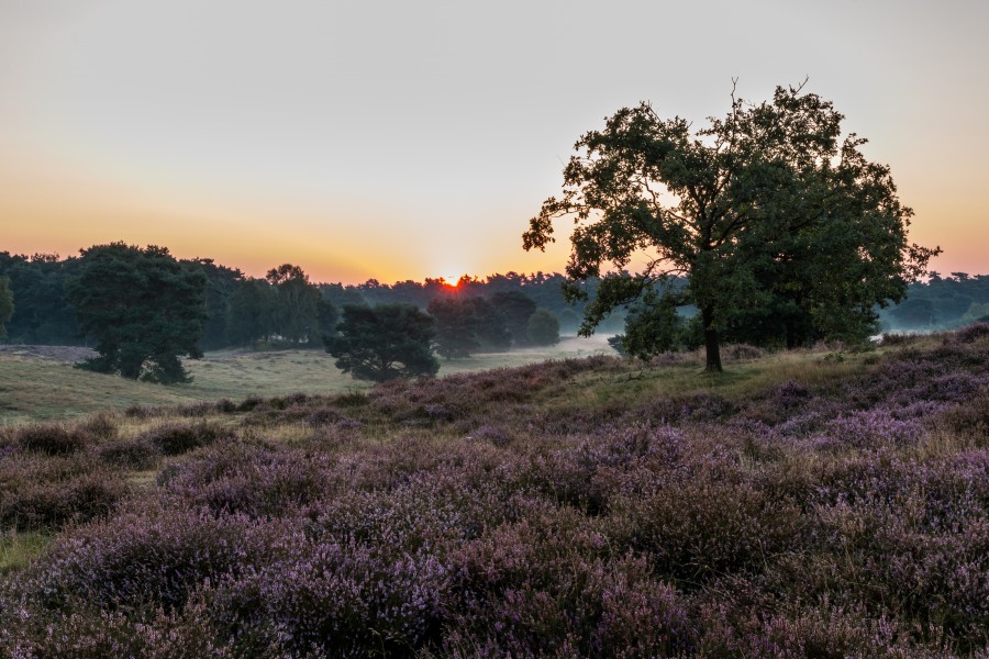 Haltern am See, Westruper Heide -- 2015 -- 8264
