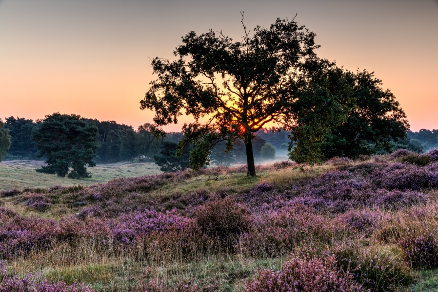 Haltern am See, Westruper Heide -- 2015 -- 8291-5