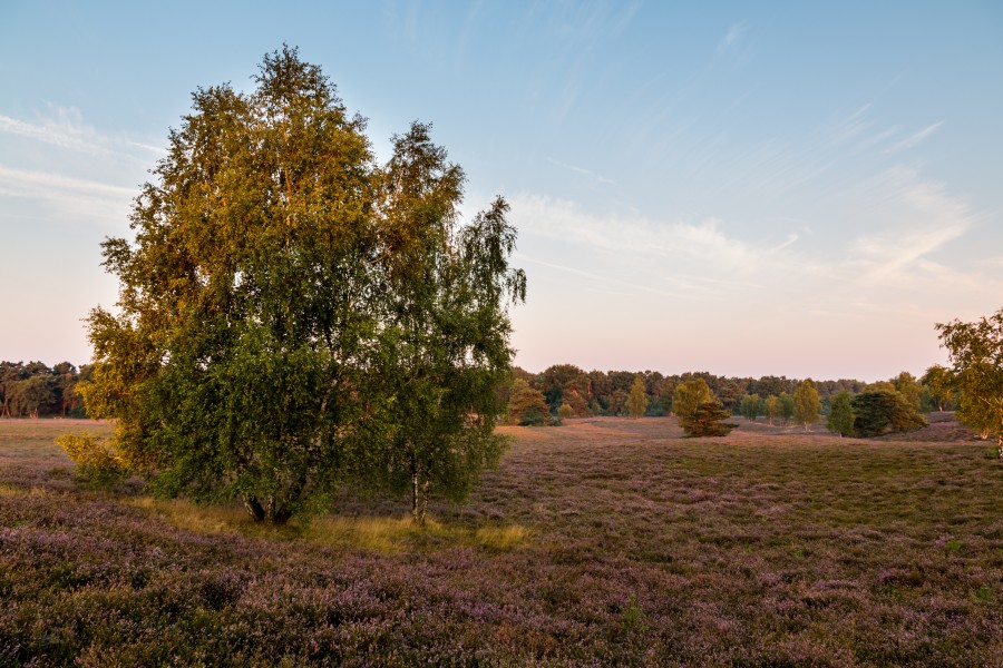 Haltern am See, Westruper Heide -- 2015 -- 8318